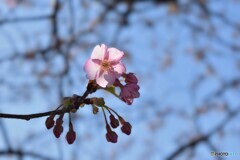 咲いた