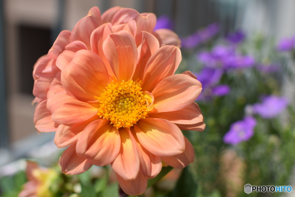 そろそろ夏の花