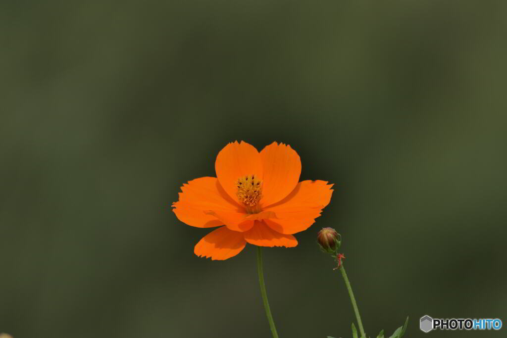 ９月の花