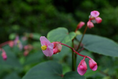 八月の花