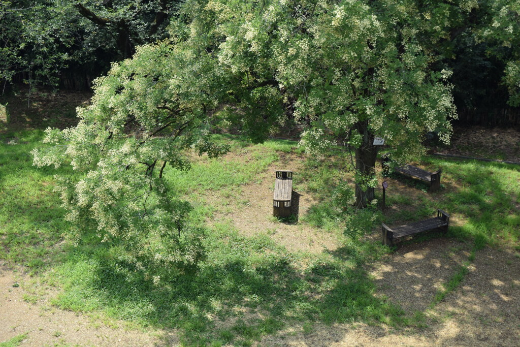 夏のベンチ