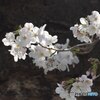 老木の春