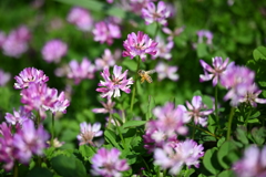 蜂