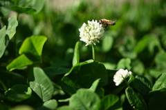 蜂③