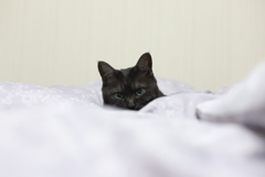 ねこ