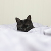 ねこ