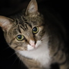 ねこ