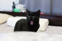 にゃー！