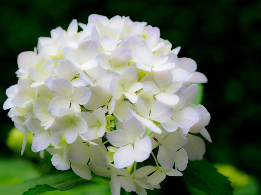 白無垢をまとった紫陽花