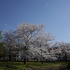 さくらと飛行機雲