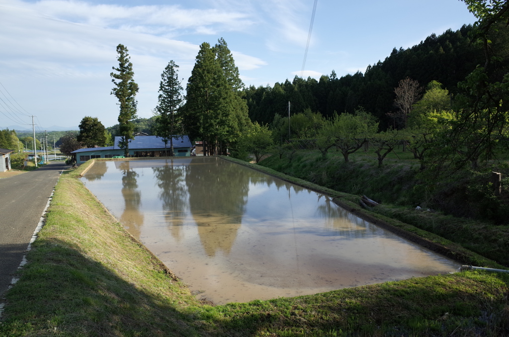 田んぼ　散歩