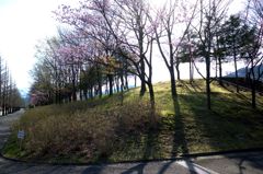 公園にて逆光