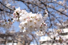 近くの桜