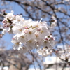 近くの桜