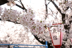 桜と提灯