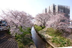 橋からの桜