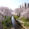 橋からの桜
