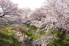 桜で一杯