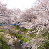 桜で一杯