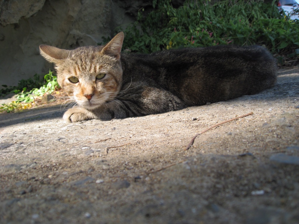 野良猫