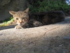 野良猫