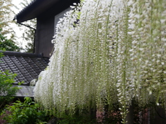 藤棚