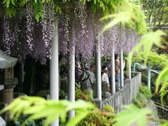 藤棚