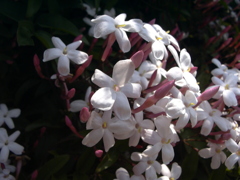 花写真