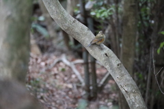 森の中の鳥さん