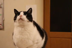 愛猫です