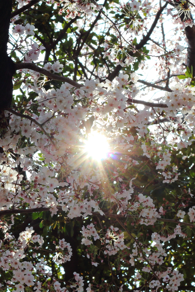 葉桜