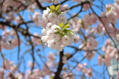 葉桜