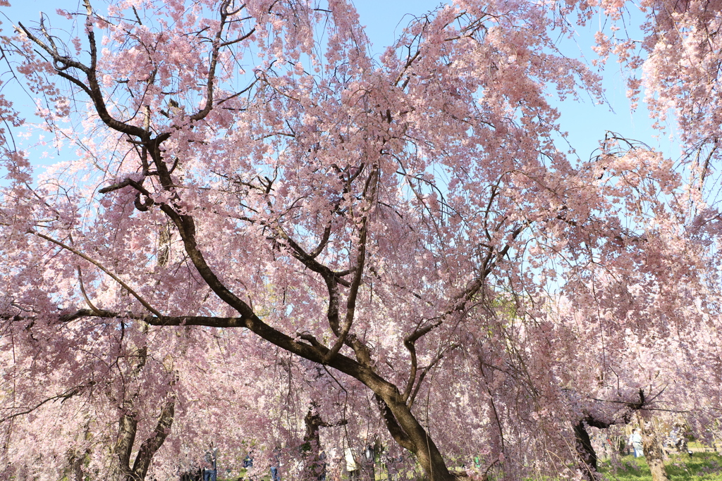 枝垂桜