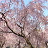 枝垂桜