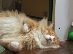 いい夢みろよ