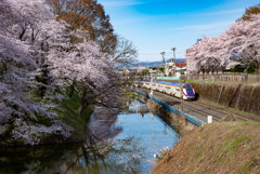 つばさとさくら