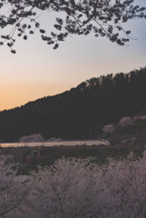 Twilight sakura bullet