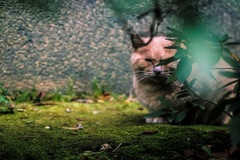 主