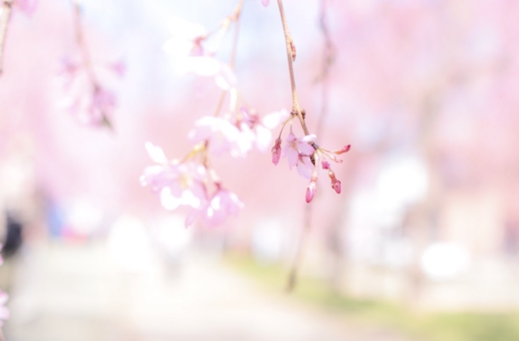 桜前線と共に③