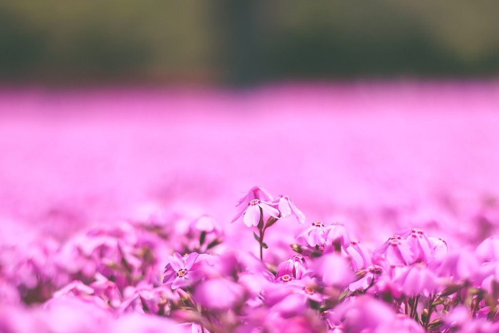 芝桜