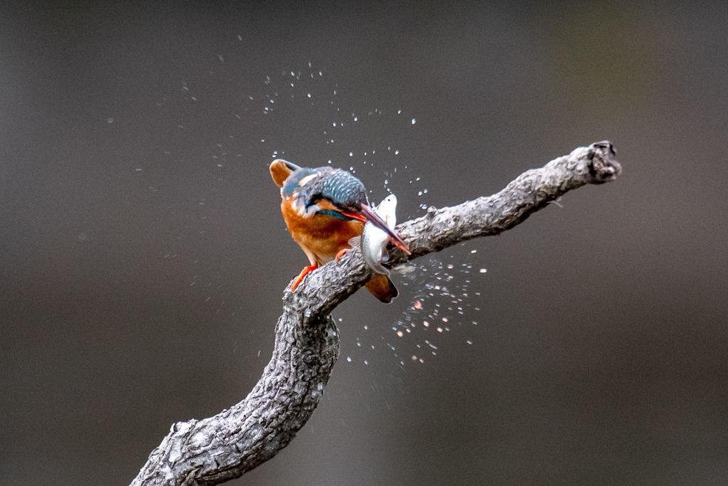 水も滴る生きの良さ..(^O^)