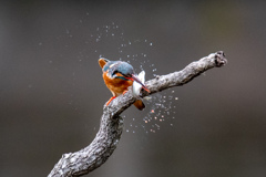 水も滴る生きの良さ..(^O^)
