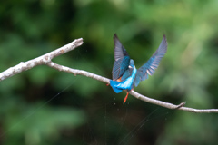 ズルっと、鳥も木から滑る..(^O^)