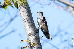 今日もいました。。。！