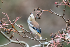 カワセミの頭上で。。！