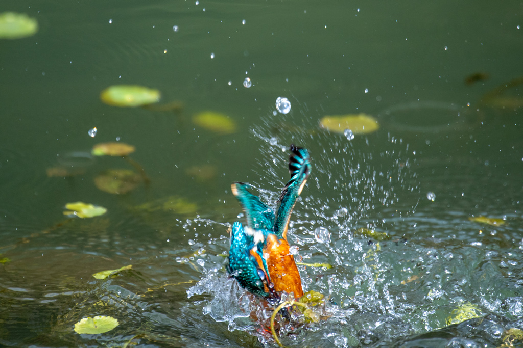 目前のダイブ。。！