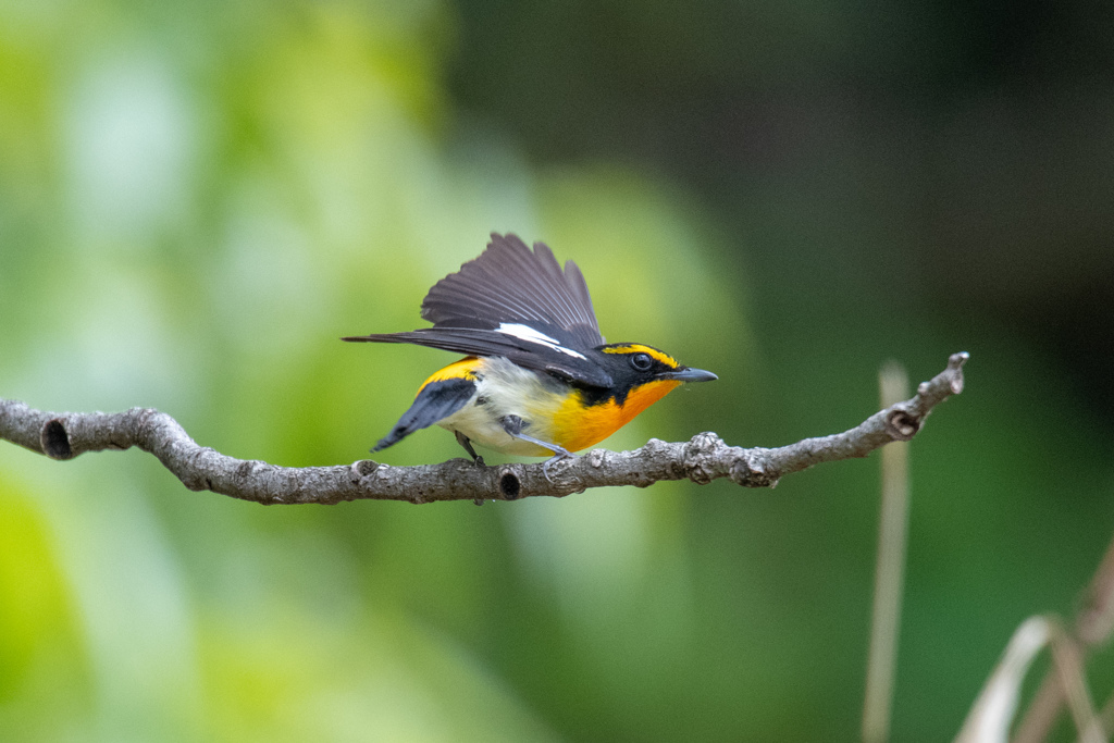 偶然の出会い.(^O^)