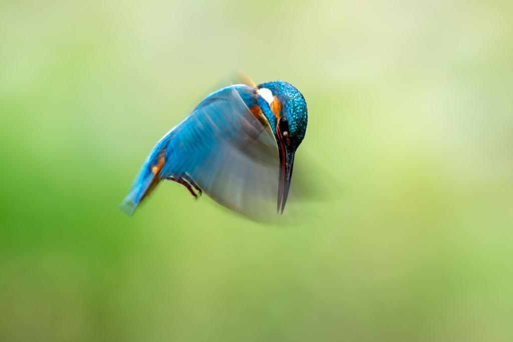 今日は朝からホバ祭り。。！
