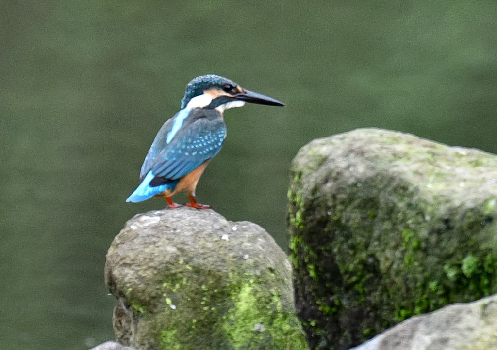 雨上がり。。！