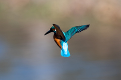 連続でホバ　2。。！